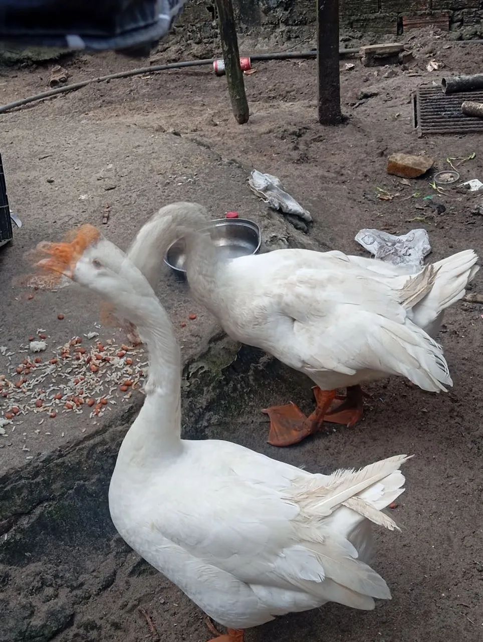 Vende-se  - Foto 3