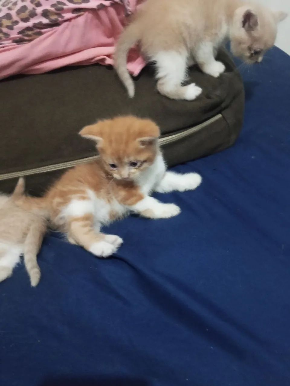 Vendo filhotes de gato persa com angora  - Foto 2