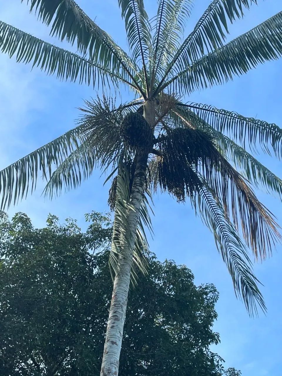 Vende-se açaí para revenda 