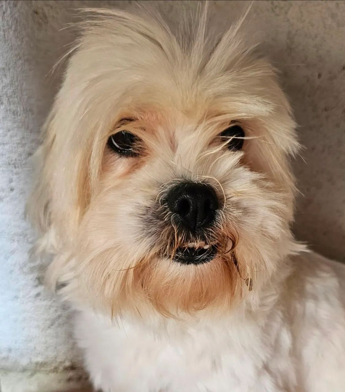 Doação de Lhasa Apso - Foto 2