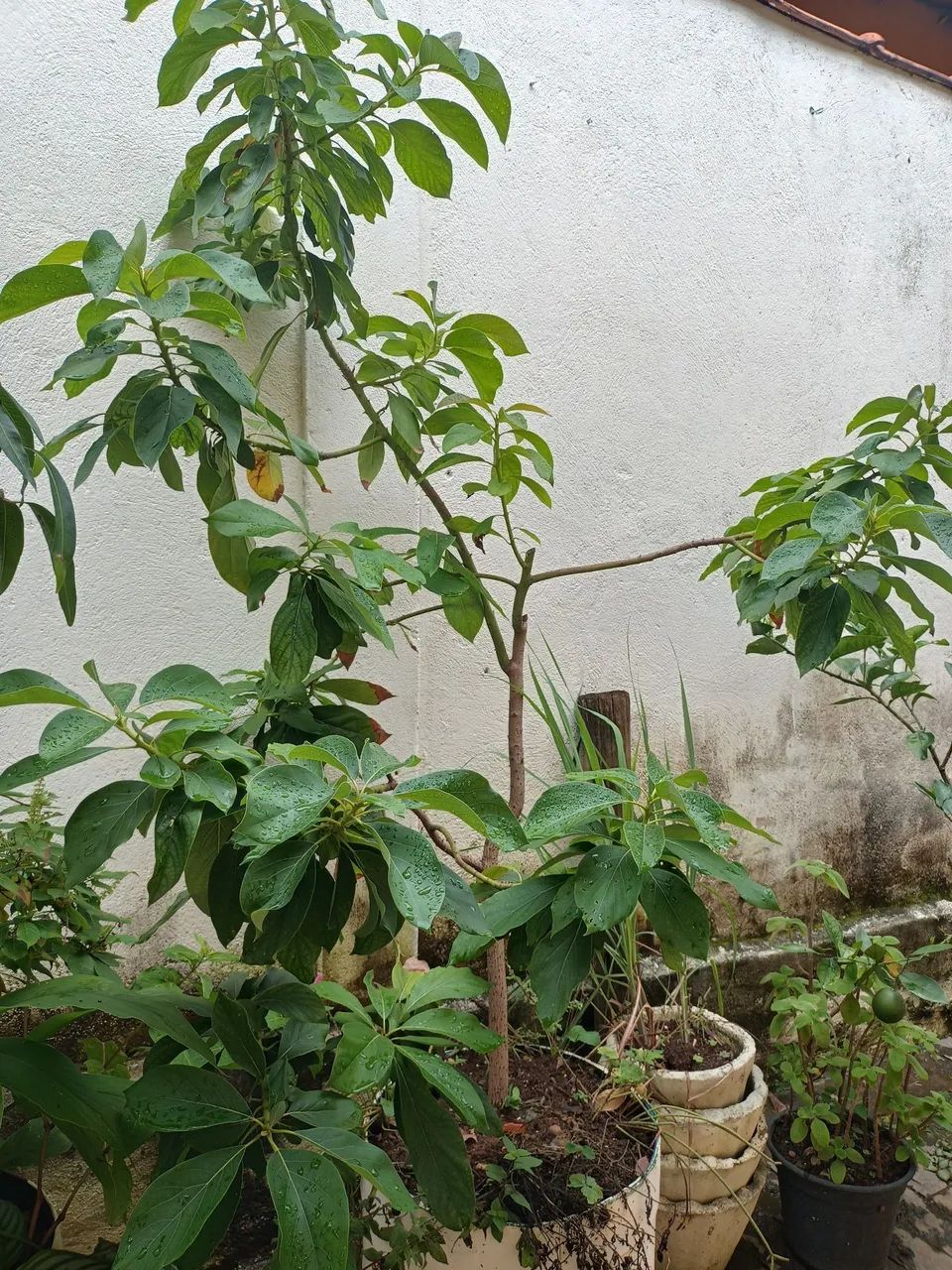 Mudas de Frutas  - Foto 5