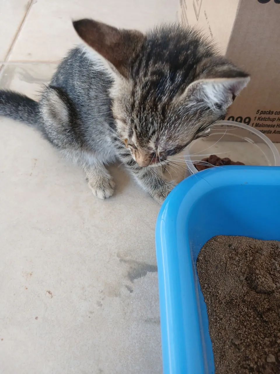 Gatinho - Foto 2