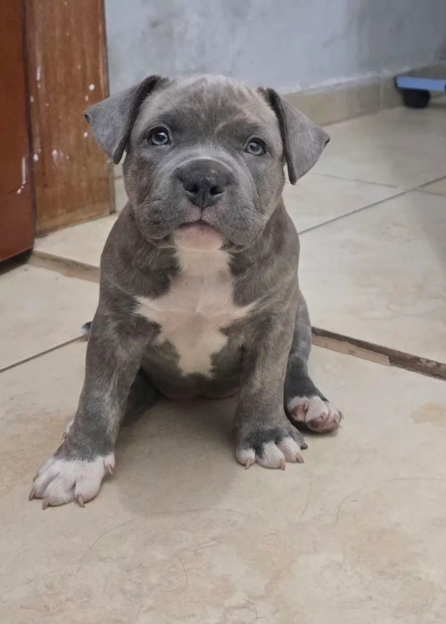 American Bully Pocket - Foto 3