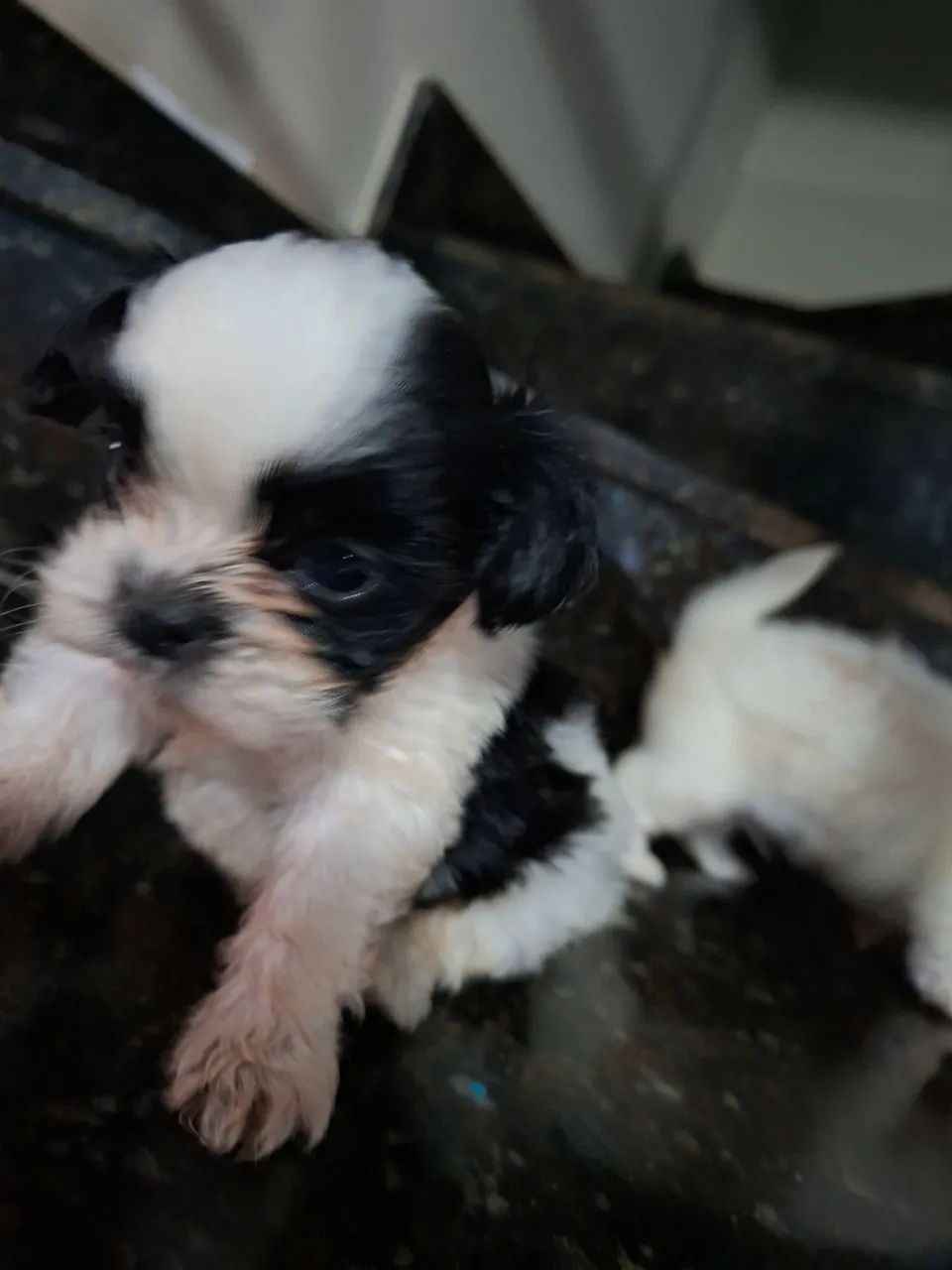 Shitzu Macaé  - Foto 3