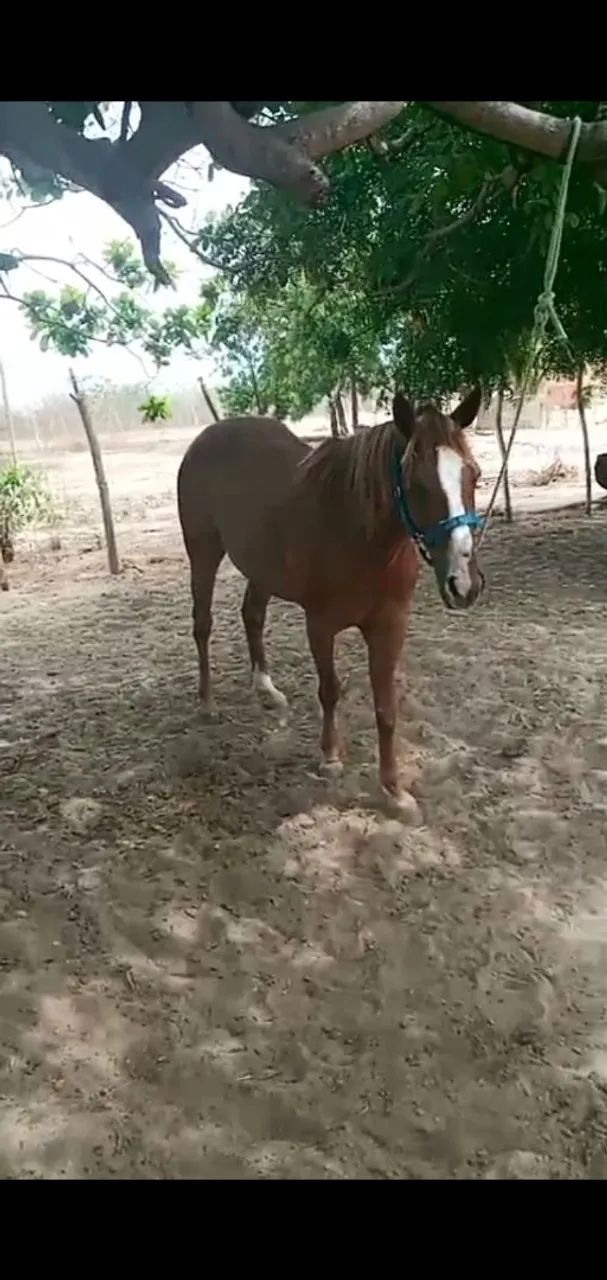 Vendo ou troco em gado, ovelhas,  porco. - Foto 3