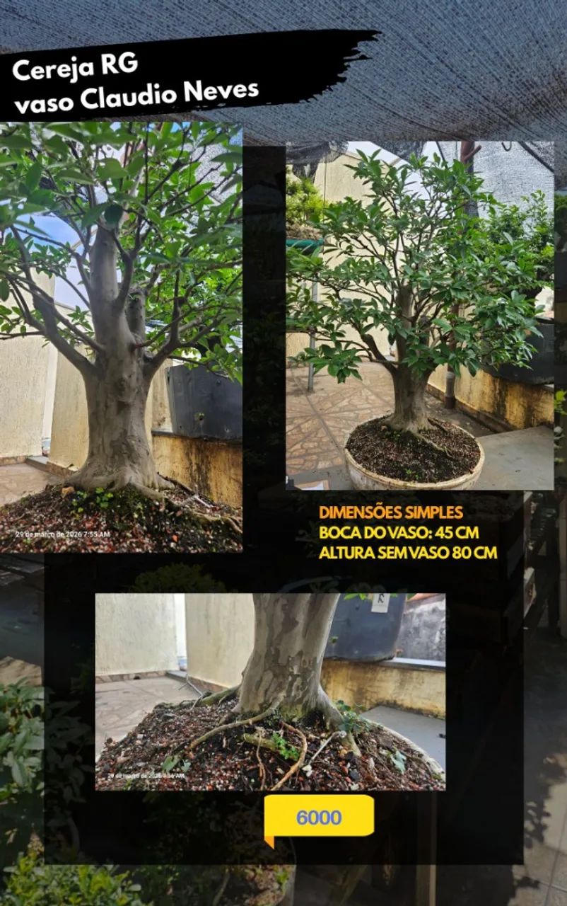 Bonsai cereja Rio Grande Vaso Monan Pots Claudio Neves