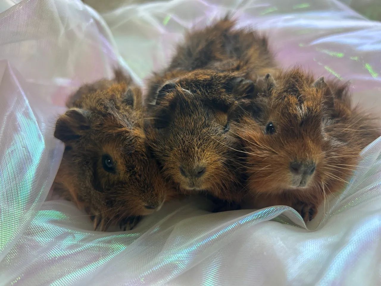 Porquinhos da Índia  - Foto 2