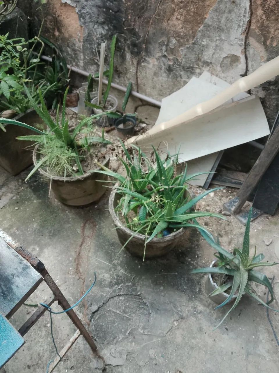 Plantas babosa  - Foto 5