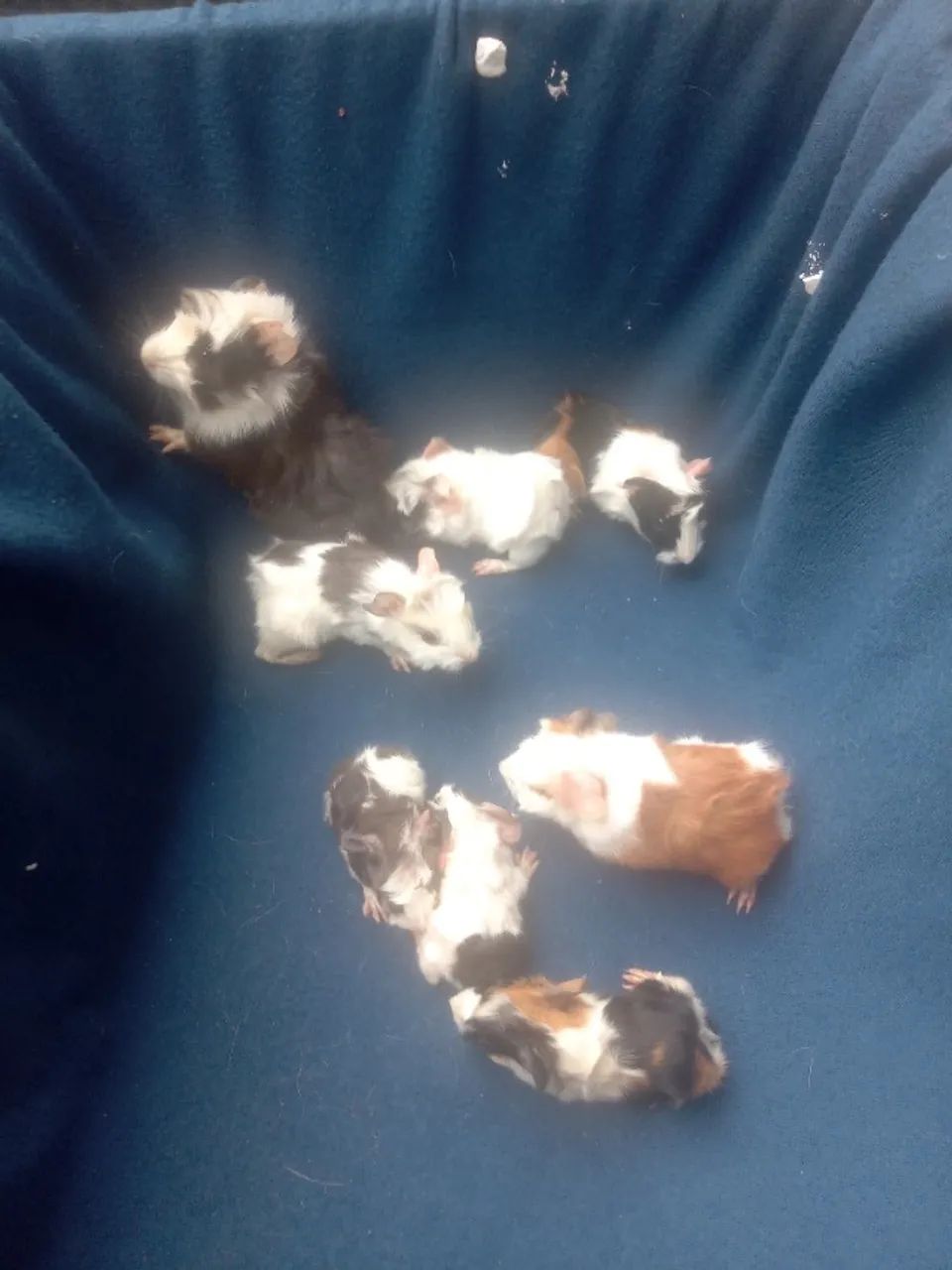 PORQUINHOS DA ÍNDIA  - Foto 6