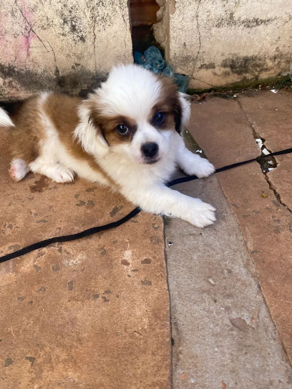 Vendo filhote de lhasa 350,00 - Foto 5