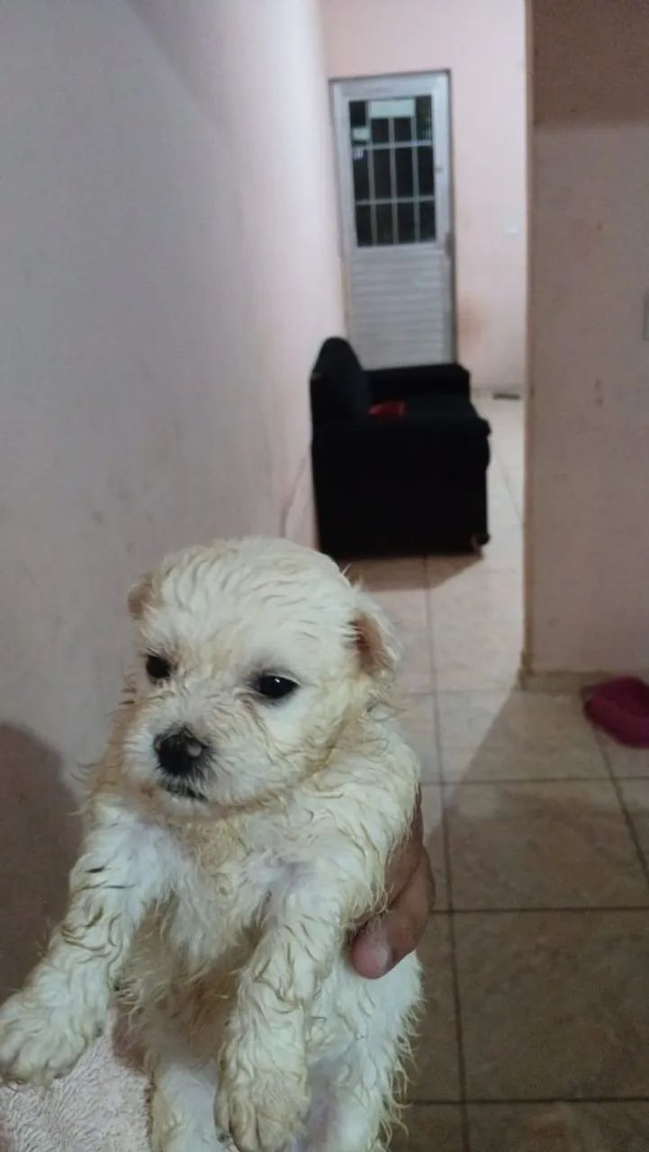 Poodles toy - Foto 5