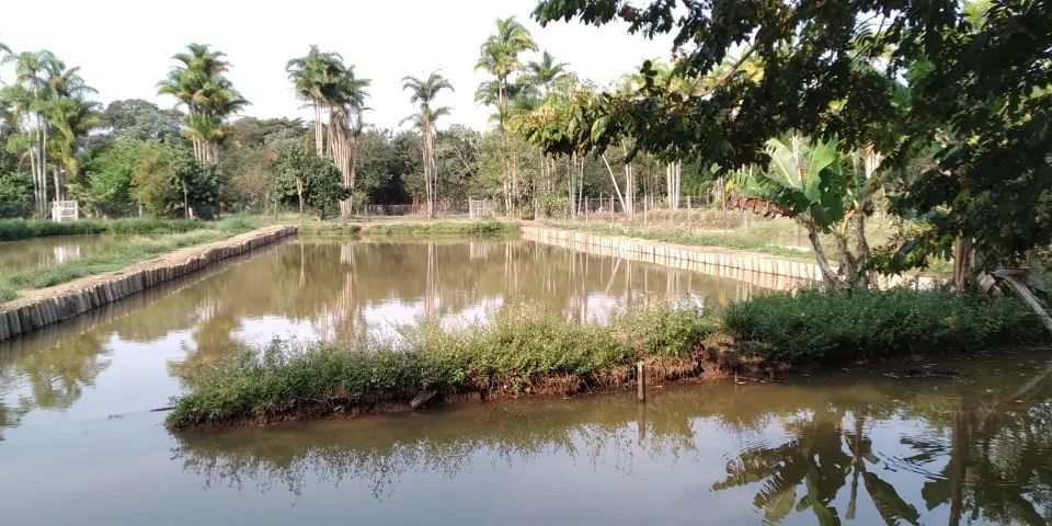 Chácara no Tibagi (Londrina/Pr) - Foto 5