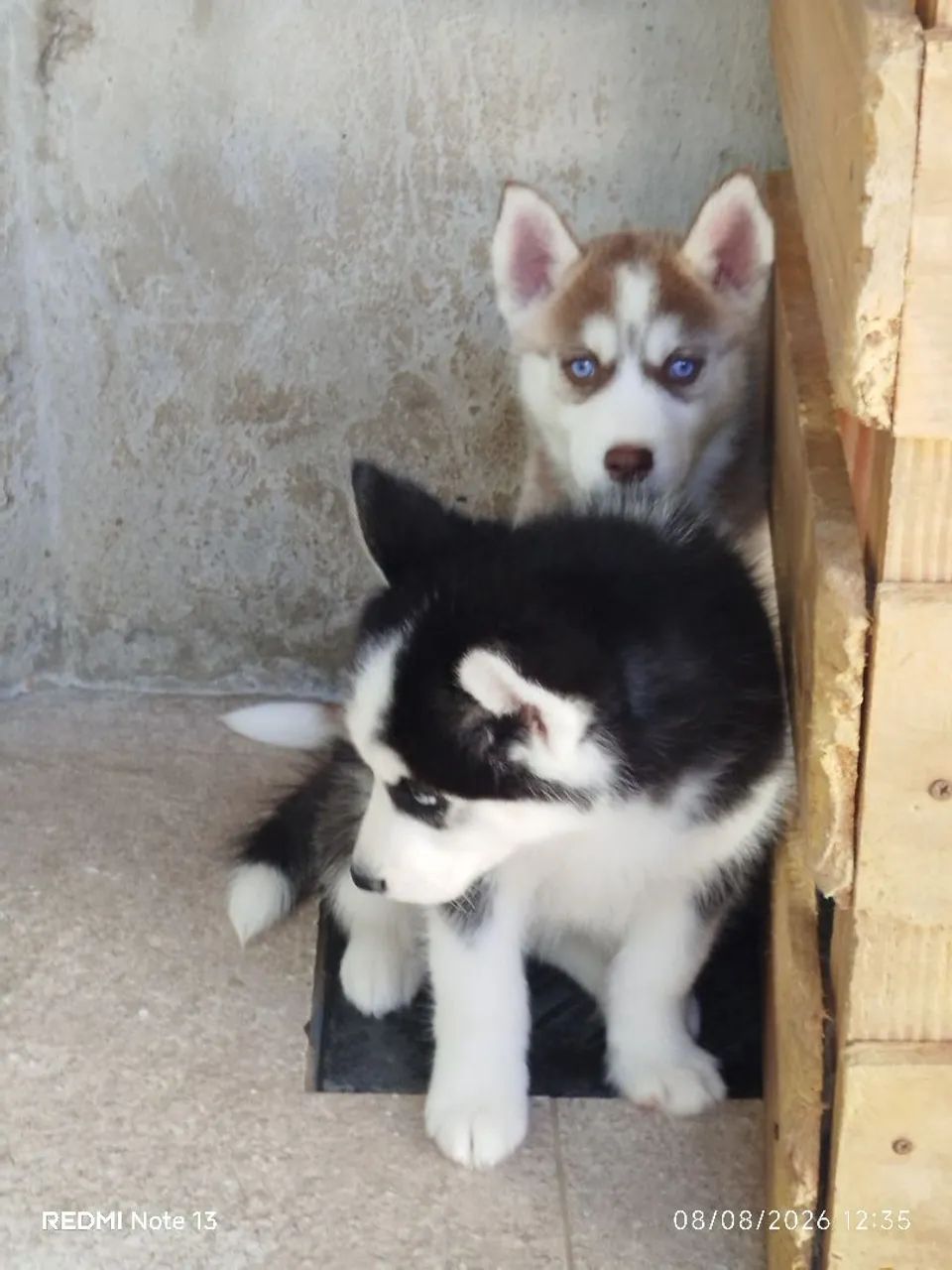 Husky Siberiano  - Foto 3