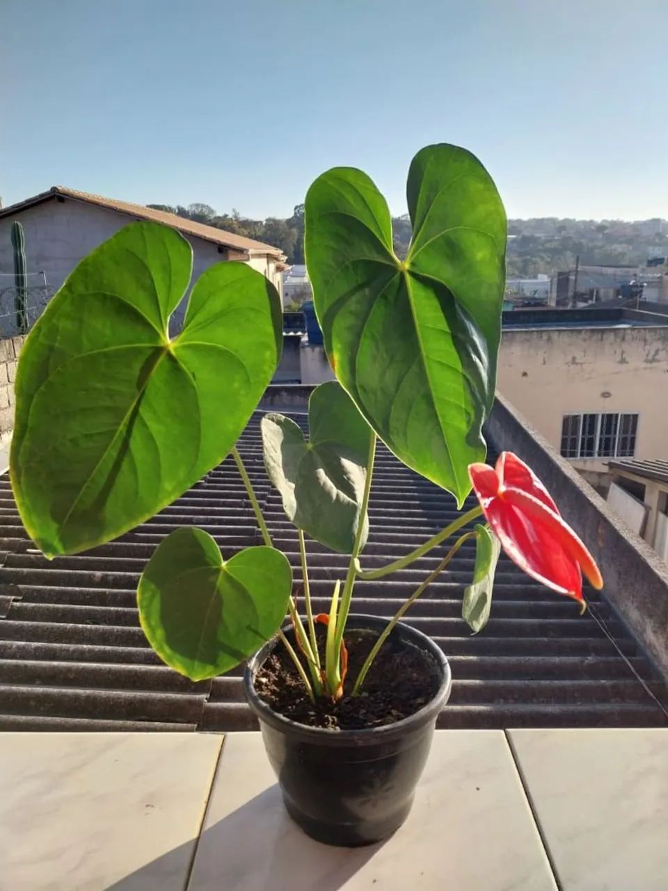 Planta anturio