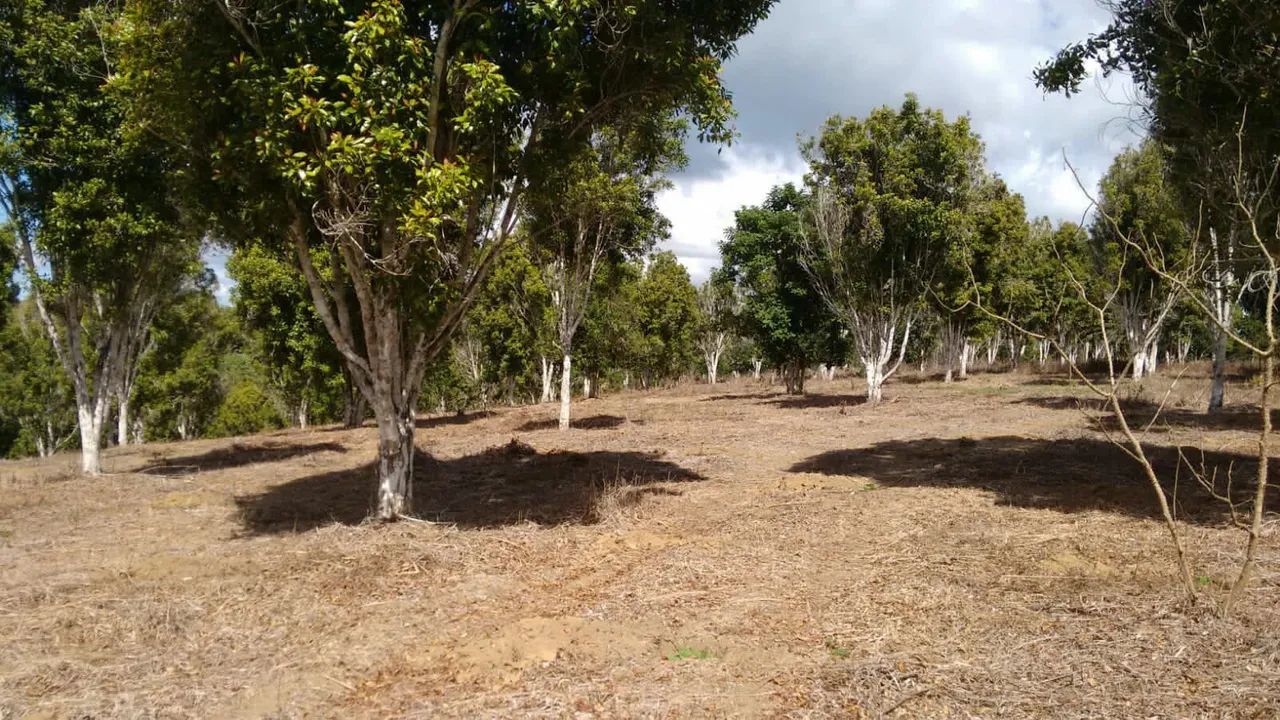 Fazenda Produtiva de Cravo da India - Foto 5