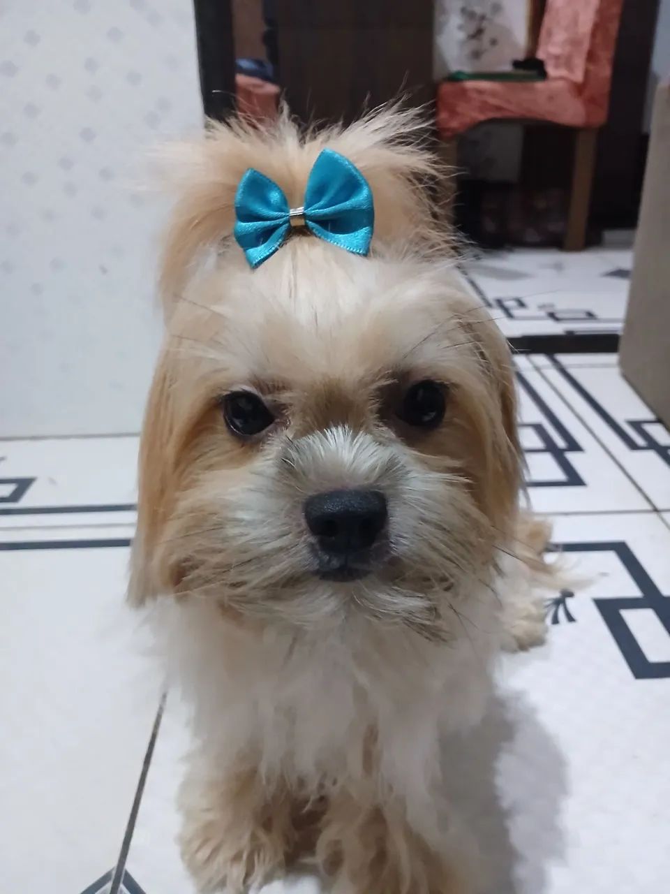 Lhasa Apso 