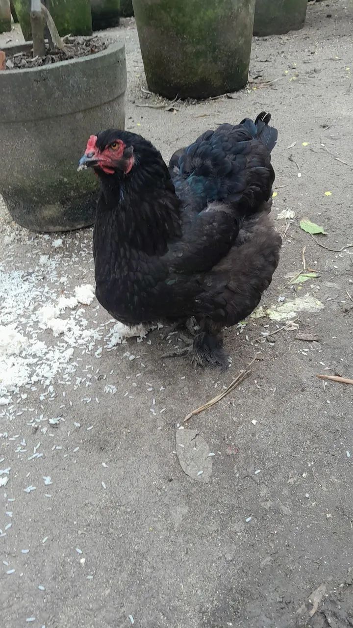 Casal brahma Black  - Foto 4