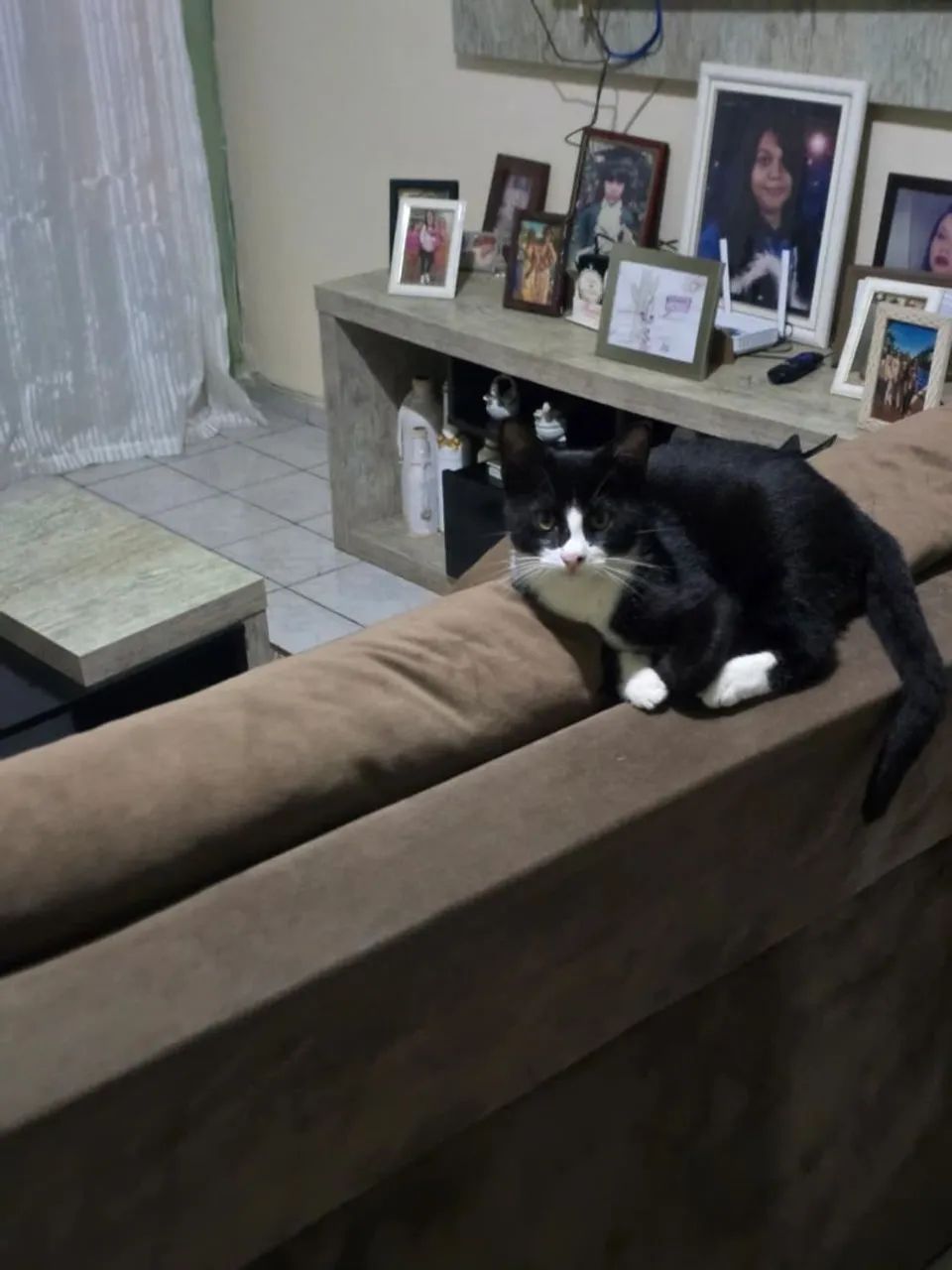 Doação de gato - Foto 2