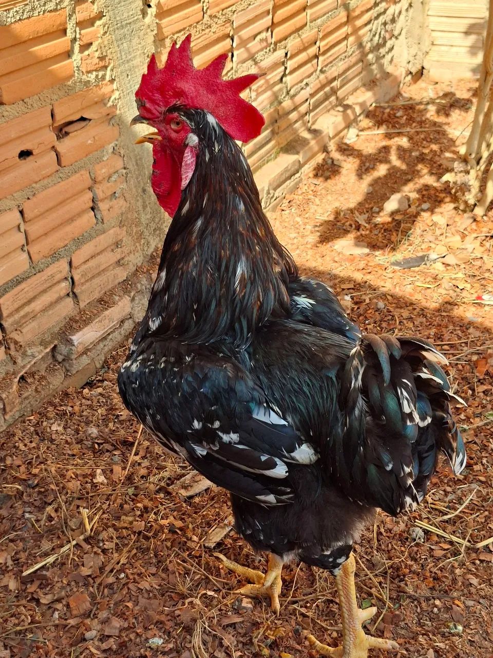 Vendo lindo galo GSB - Foto 4