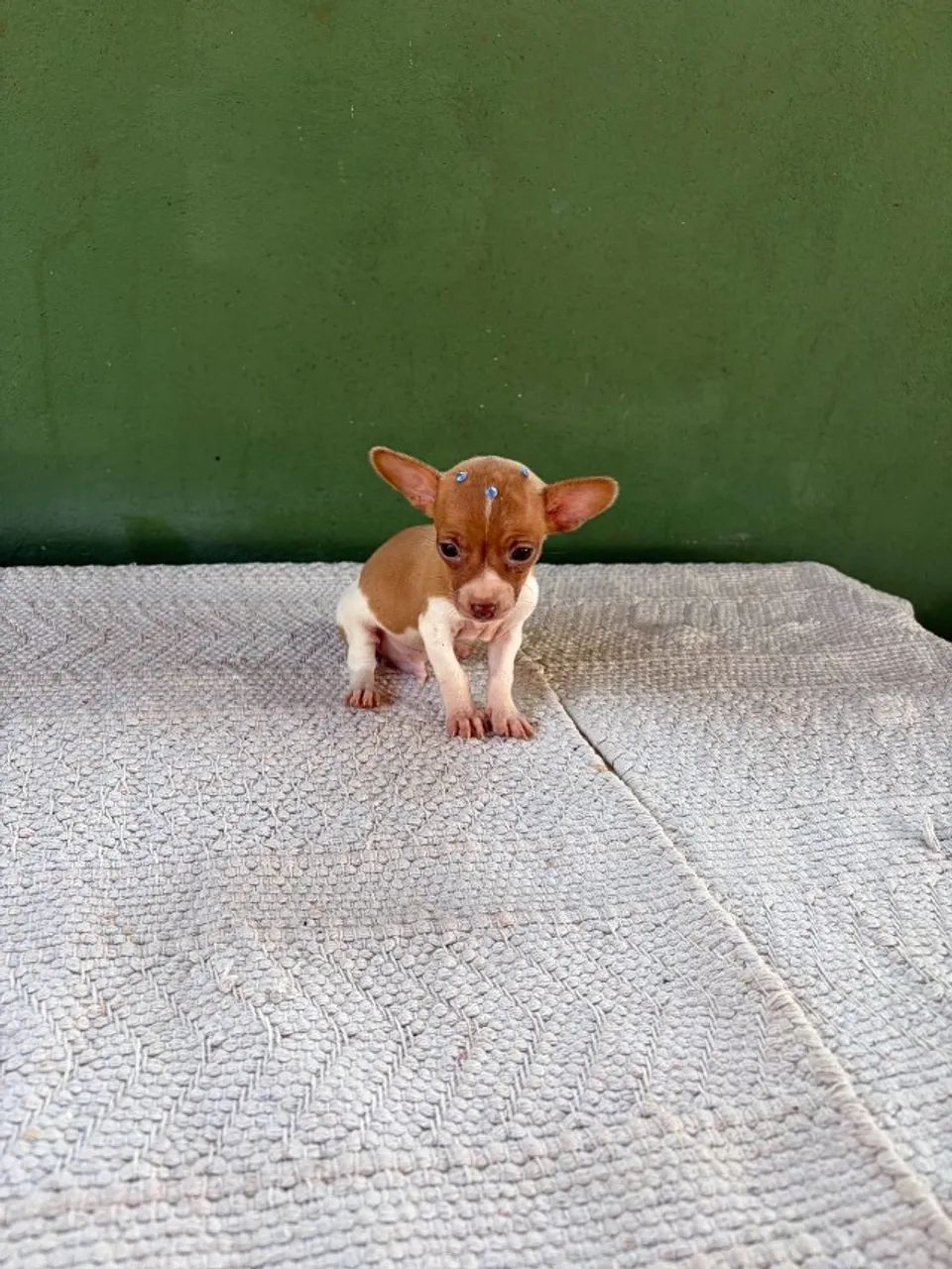 Filhote Pinscher Macho