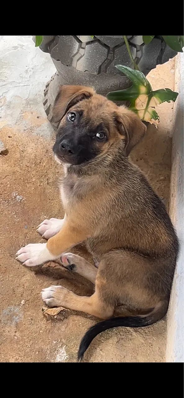 Cachorro  - Foto 3