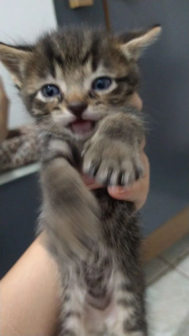 Doação de gatinhos