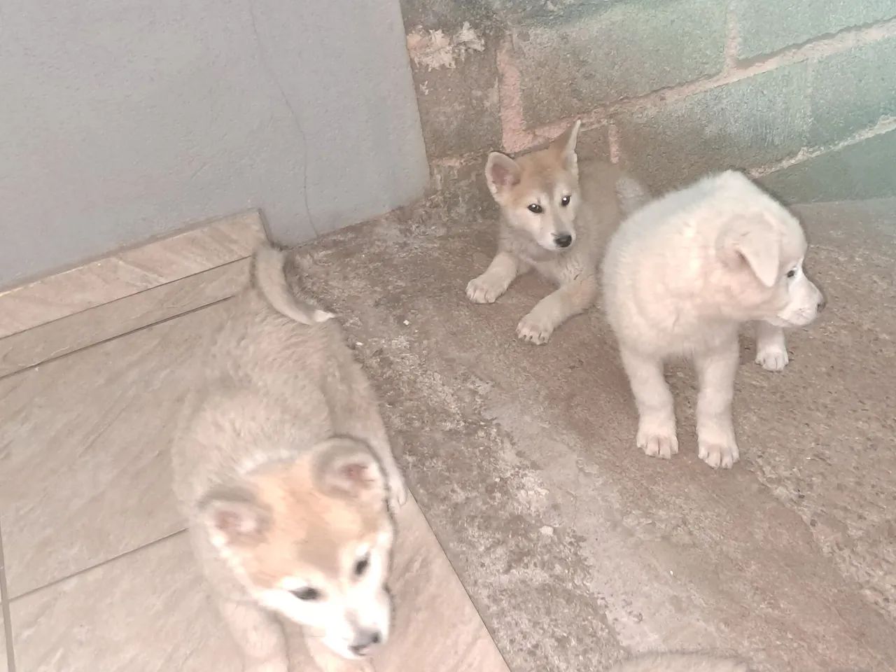 Filhotes de Akita