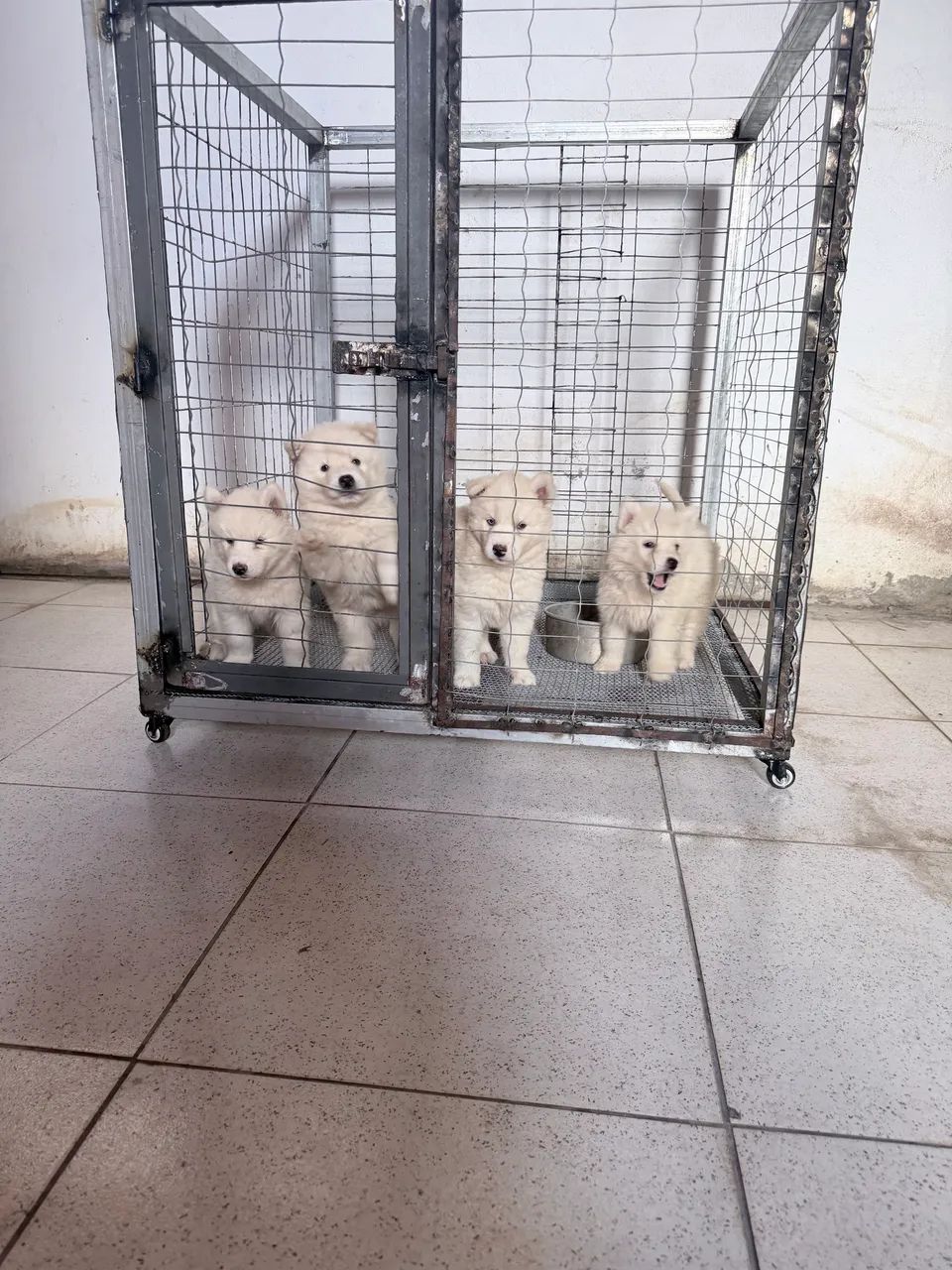 Cachorro  - Foto 3