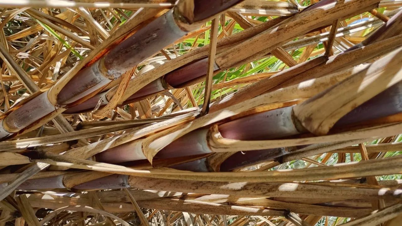 Cana de açúcar  - Foto 2