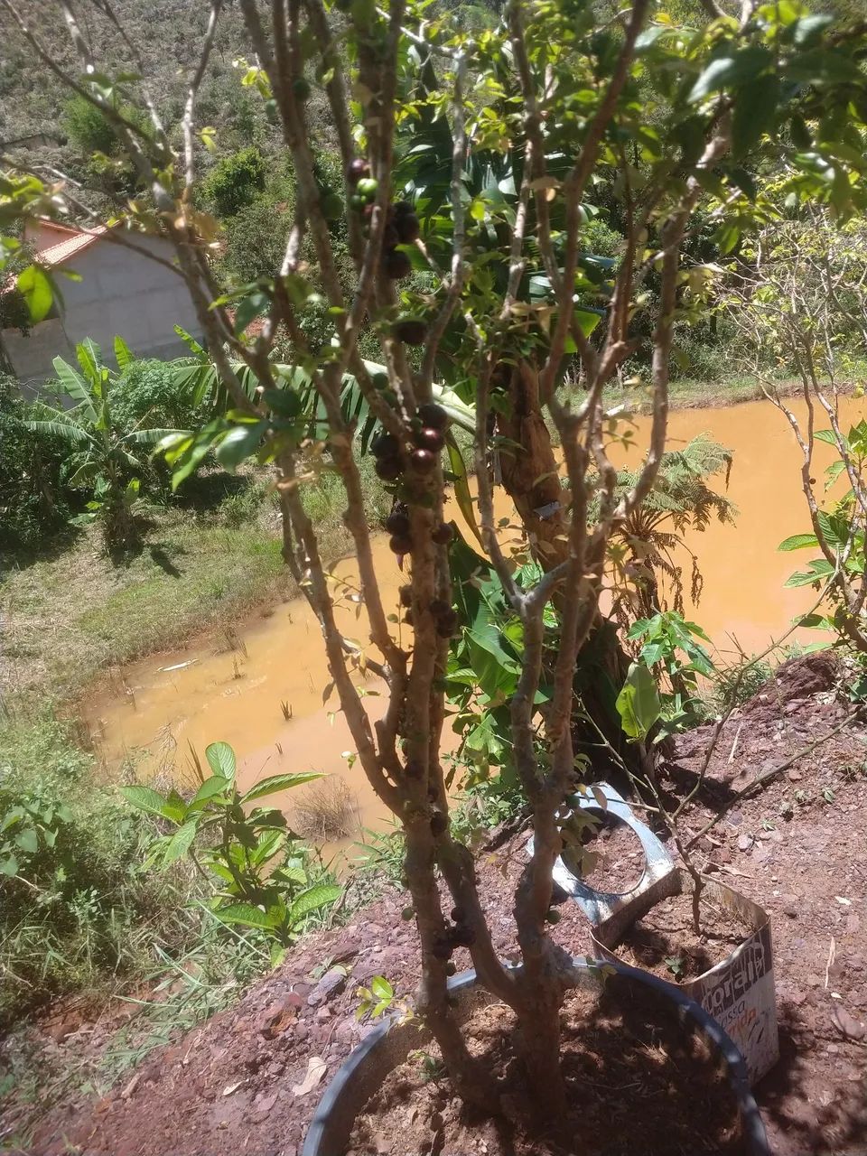 Pe de jabuticaba híbrida 