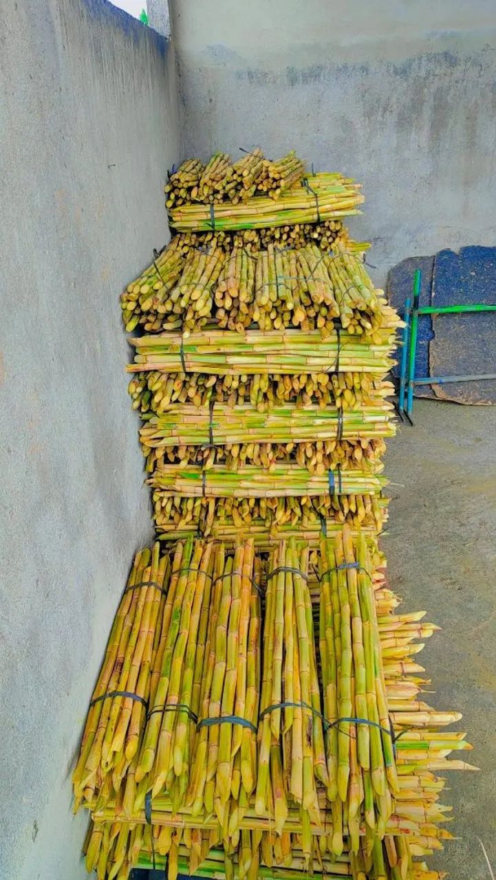 CANA DE AÇÚCAR  - Foto 2