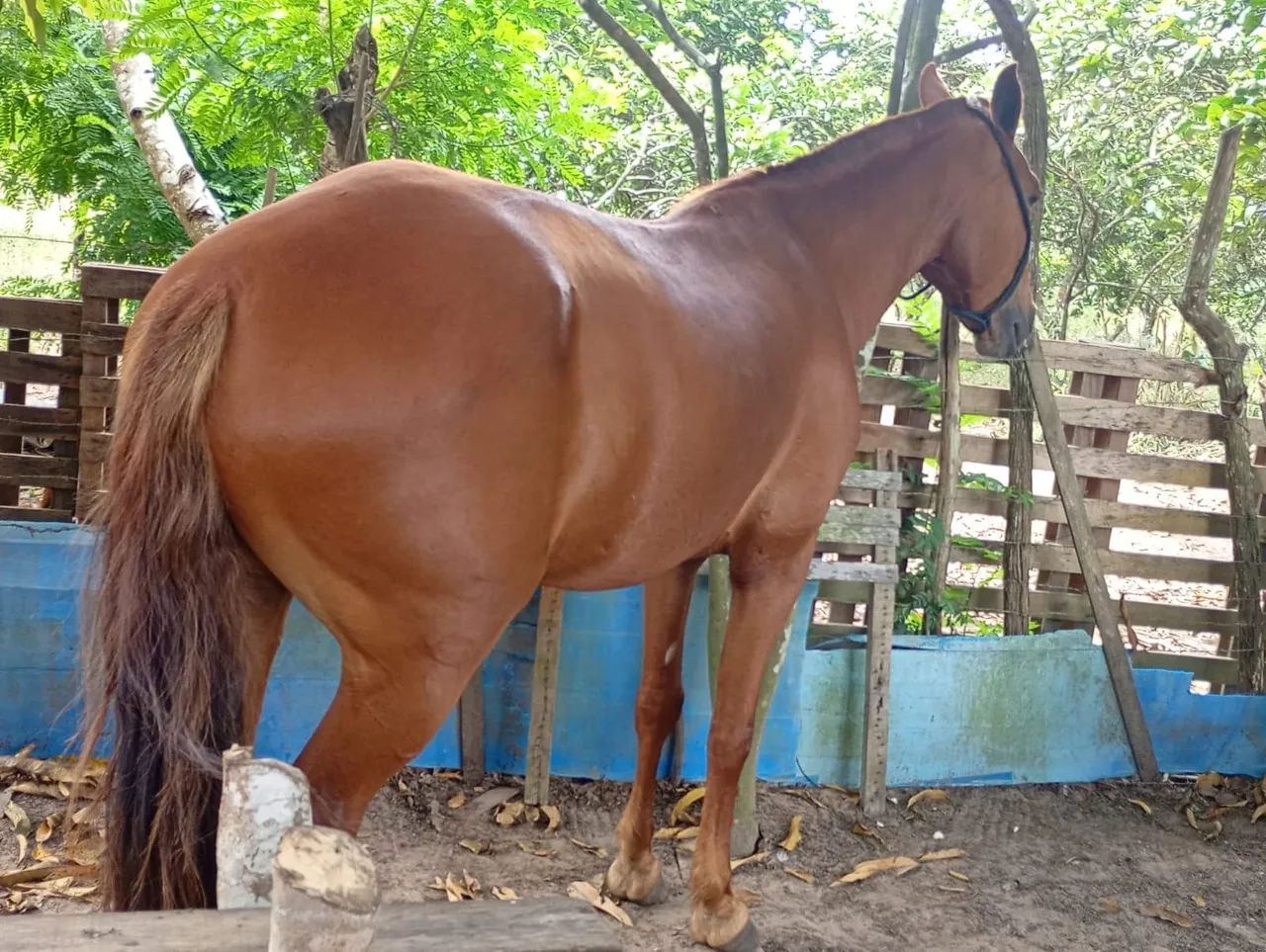 Egua 