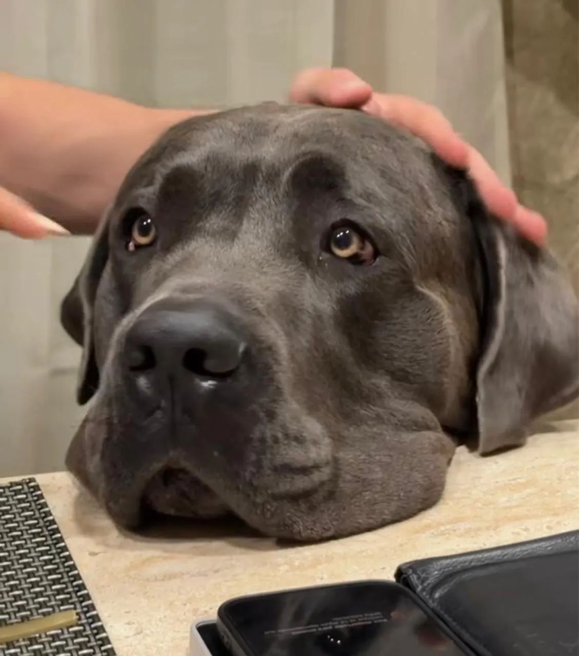 Cane corso para cruzar  - Foto 3