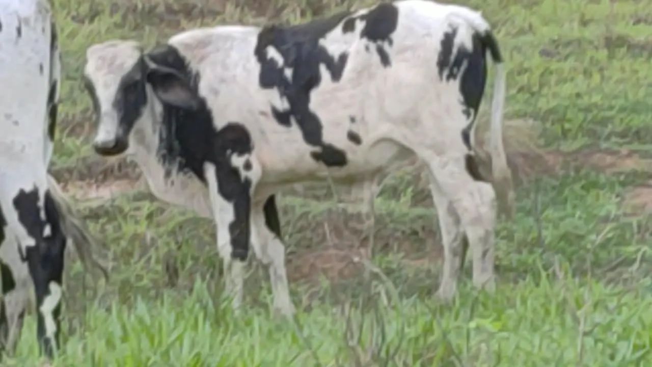 Garrote 