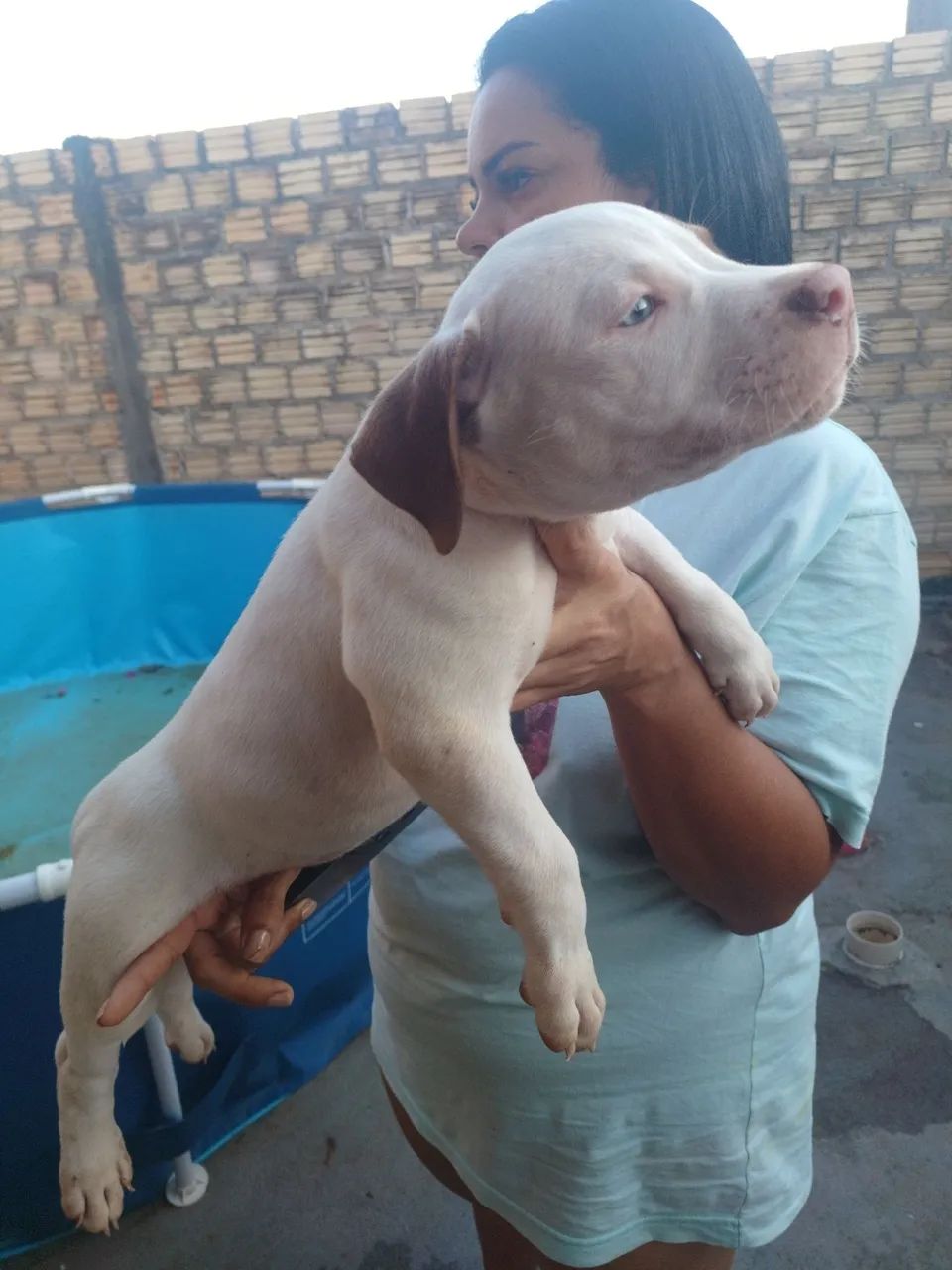 PITMOSTER COM PEDIGREE - Foto 2