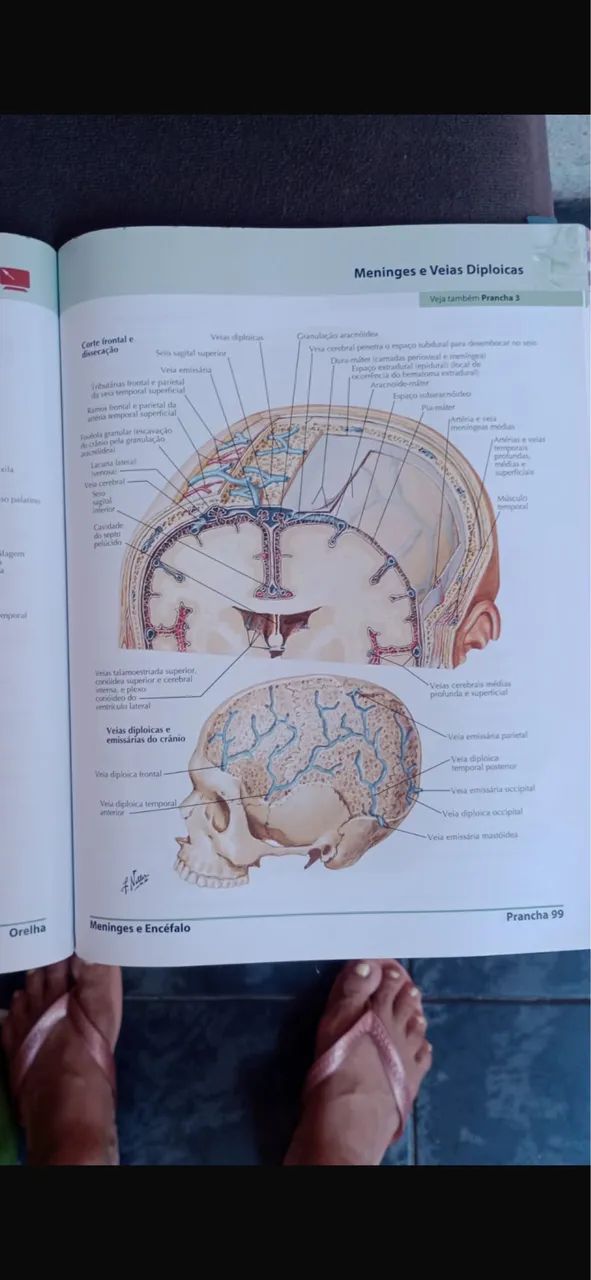 Netter anatomia - Foto 2