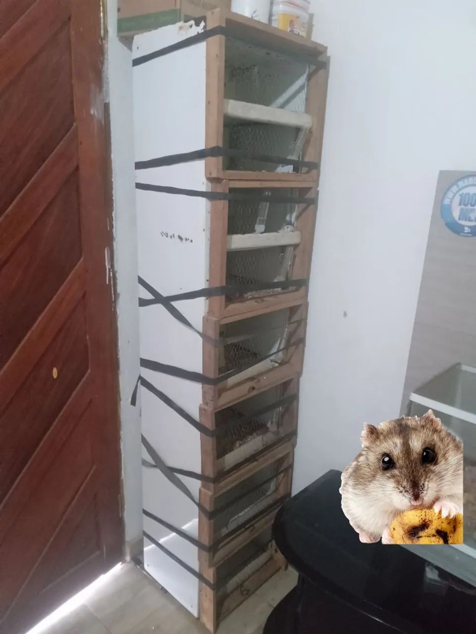 Criatório Artesanal de Hamsters de 8 Baia com 3 hamsters s