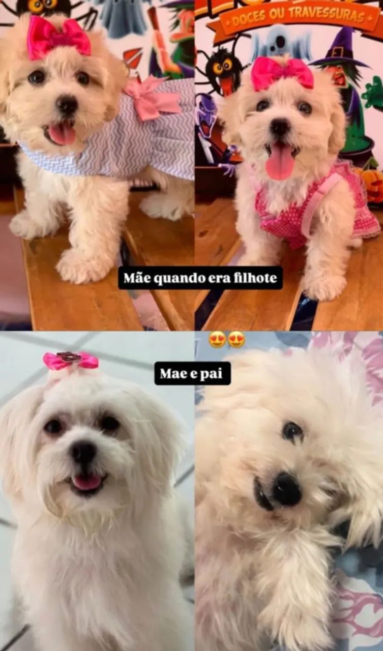 Poodle micro  - Foto 3