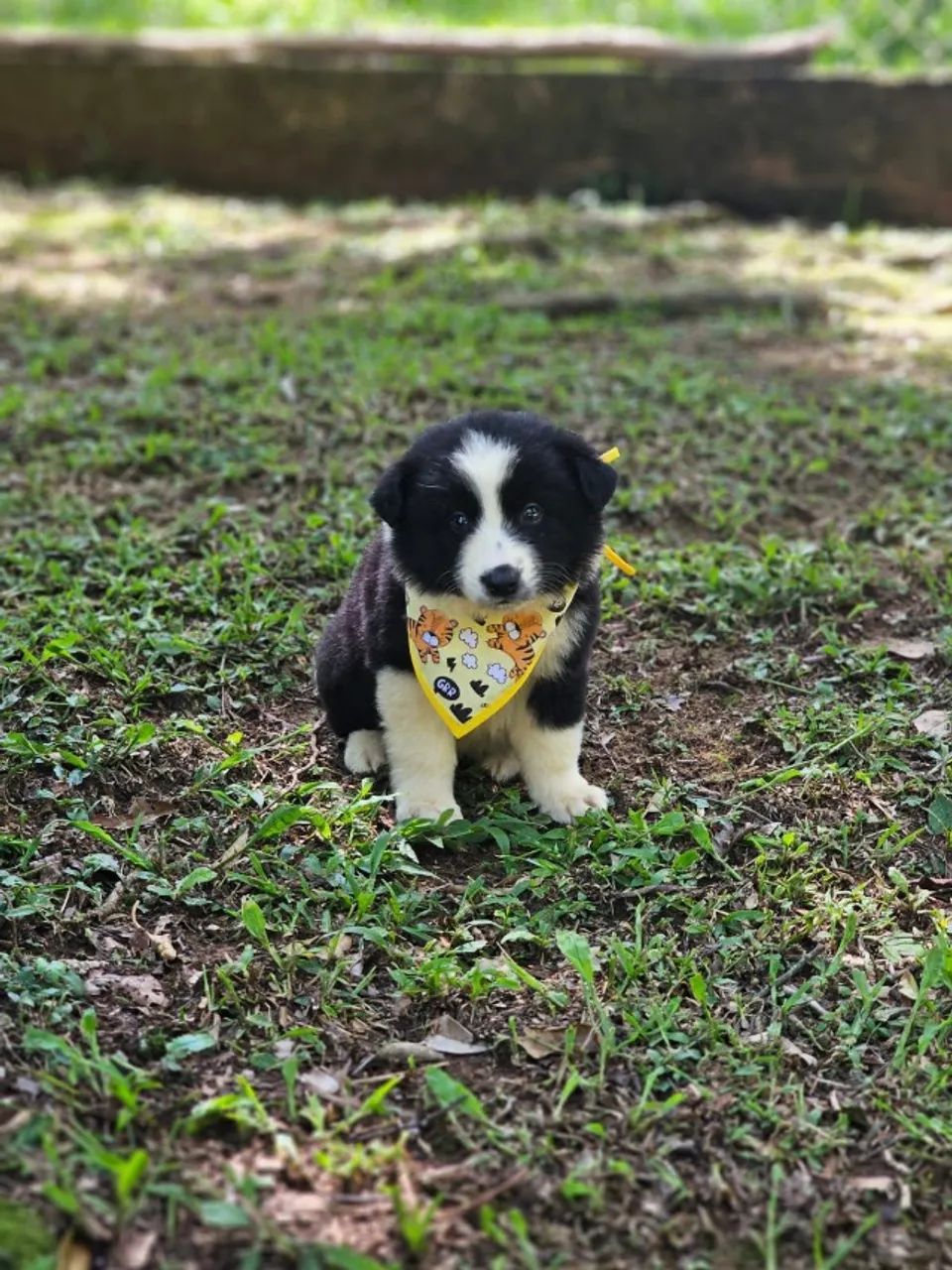 Border  Collie | Canil 100% Regularizado