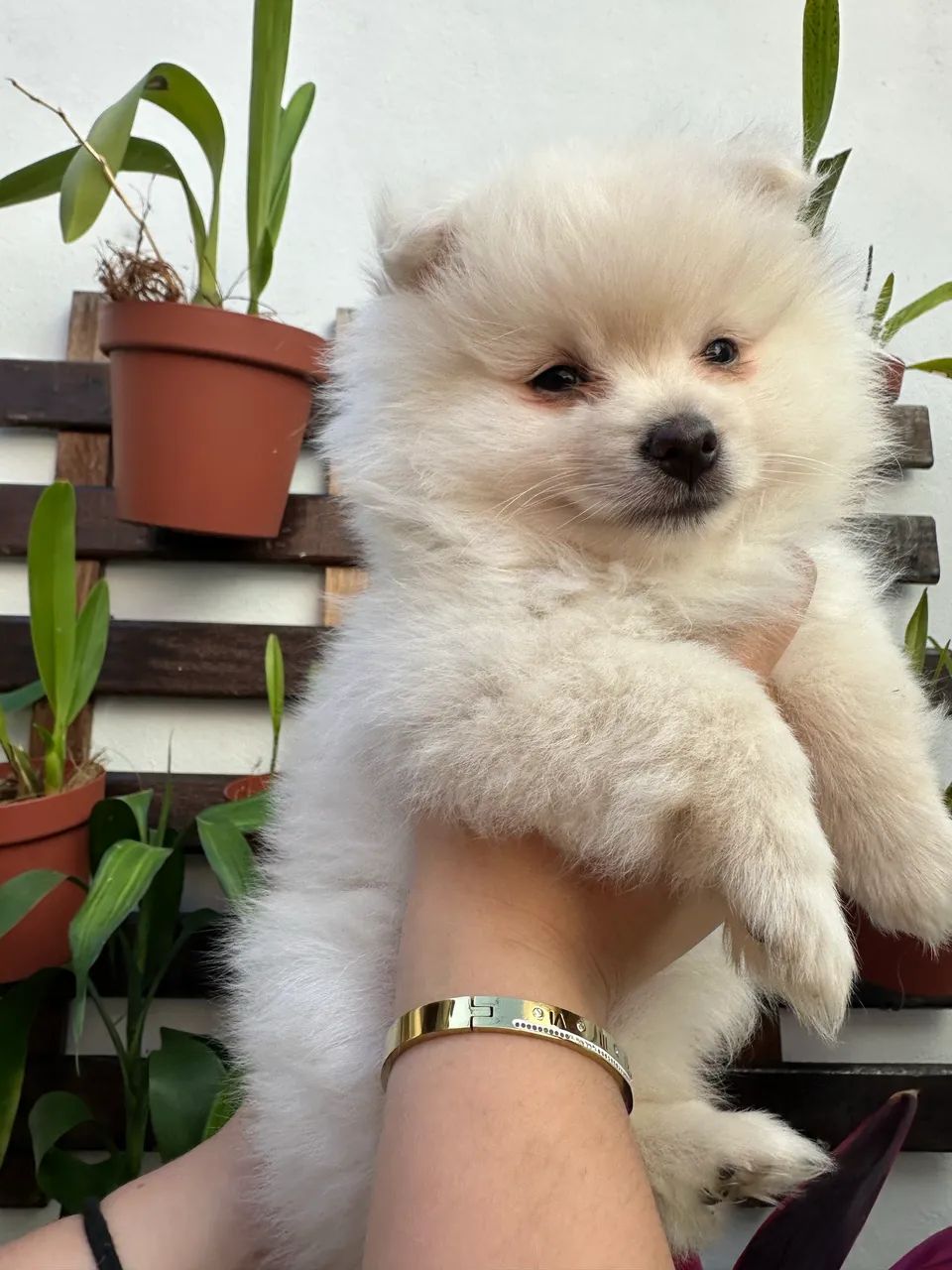 Filhote de Spitz Alemão macho