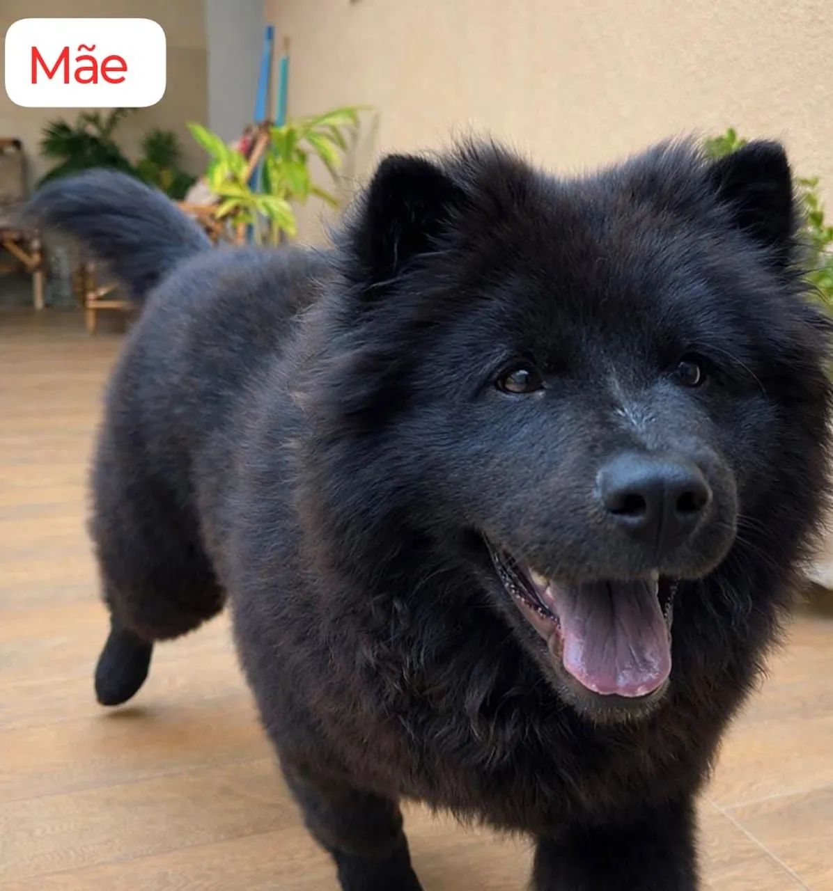 FILHOTES DE CHOW-CHOW ( 22 DIAS DE VIDA ) - Foto 4