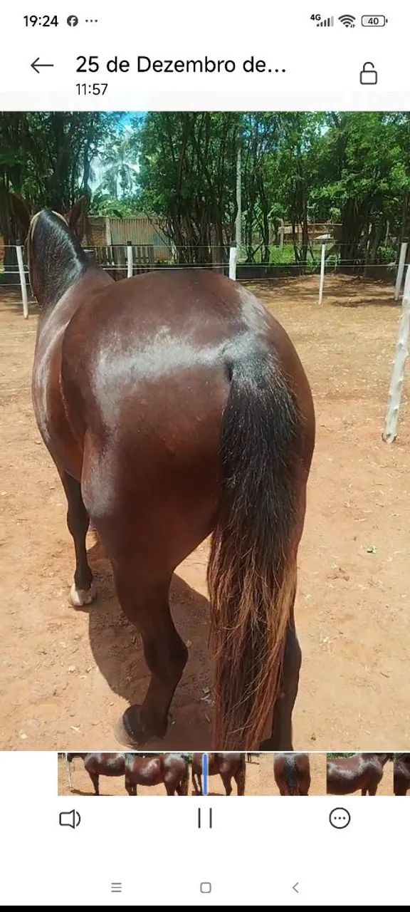 Cavalo marcha batida pra pessoas exigentes  - Foto 5