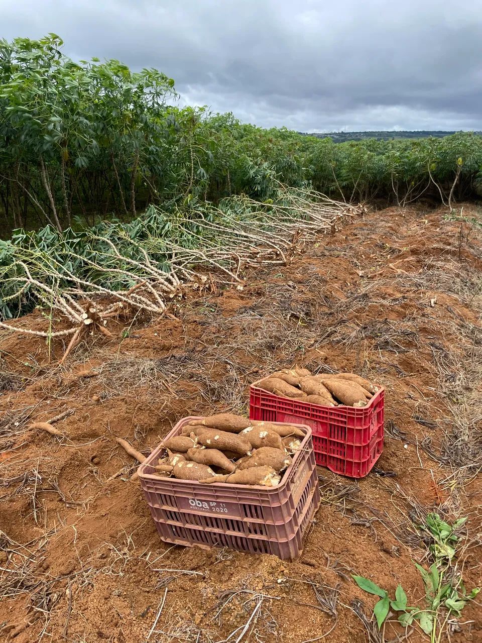 Ramas mandioca Vassourinha - Foto 2