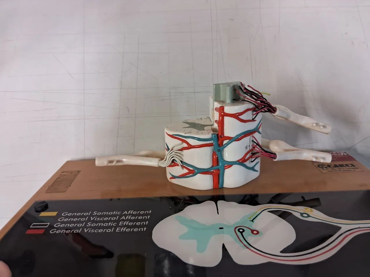 Modelo medula espinhal