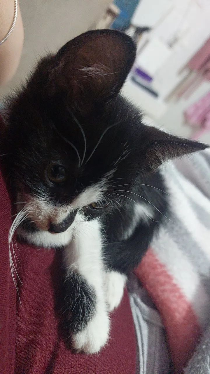 Estou doando esse gatinho  - Foto 3