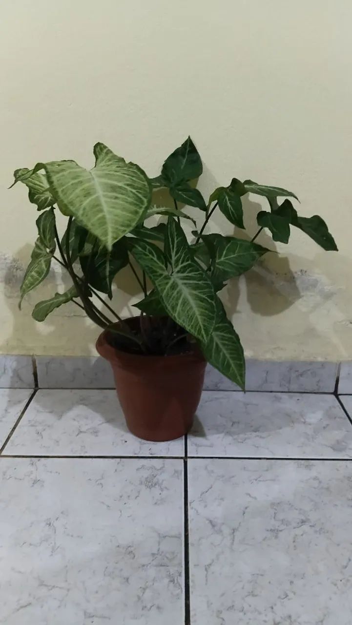 Plantas de vasos - Foto 3
