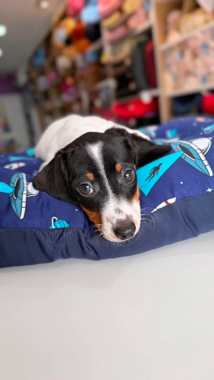 DASCHUND MINI MACHO 