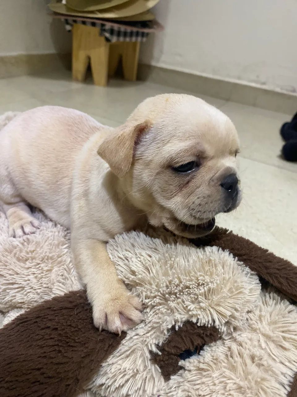 Filhotes de Buldogue Francês ? - Foto 4