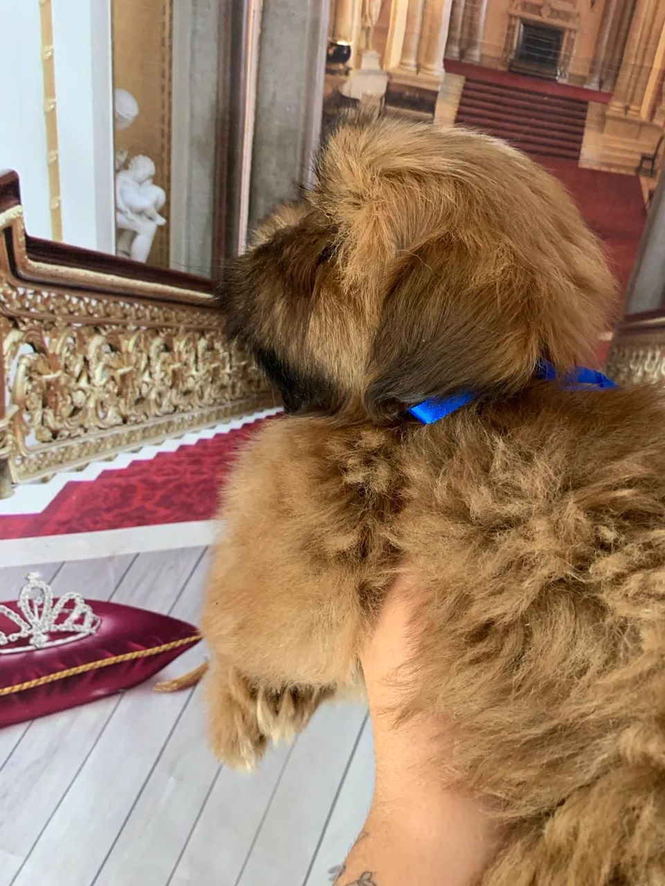 Shihtzu macho - Foto 5