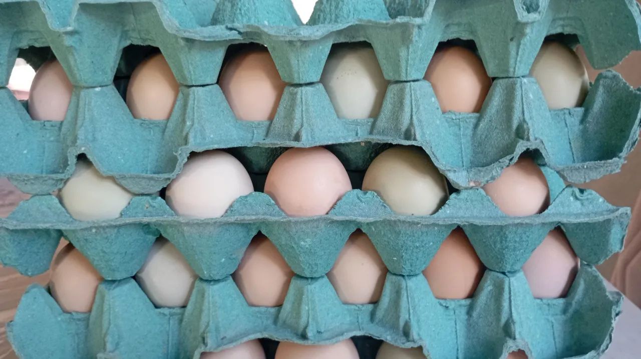 Ovos caipira germinados  - Foto 2